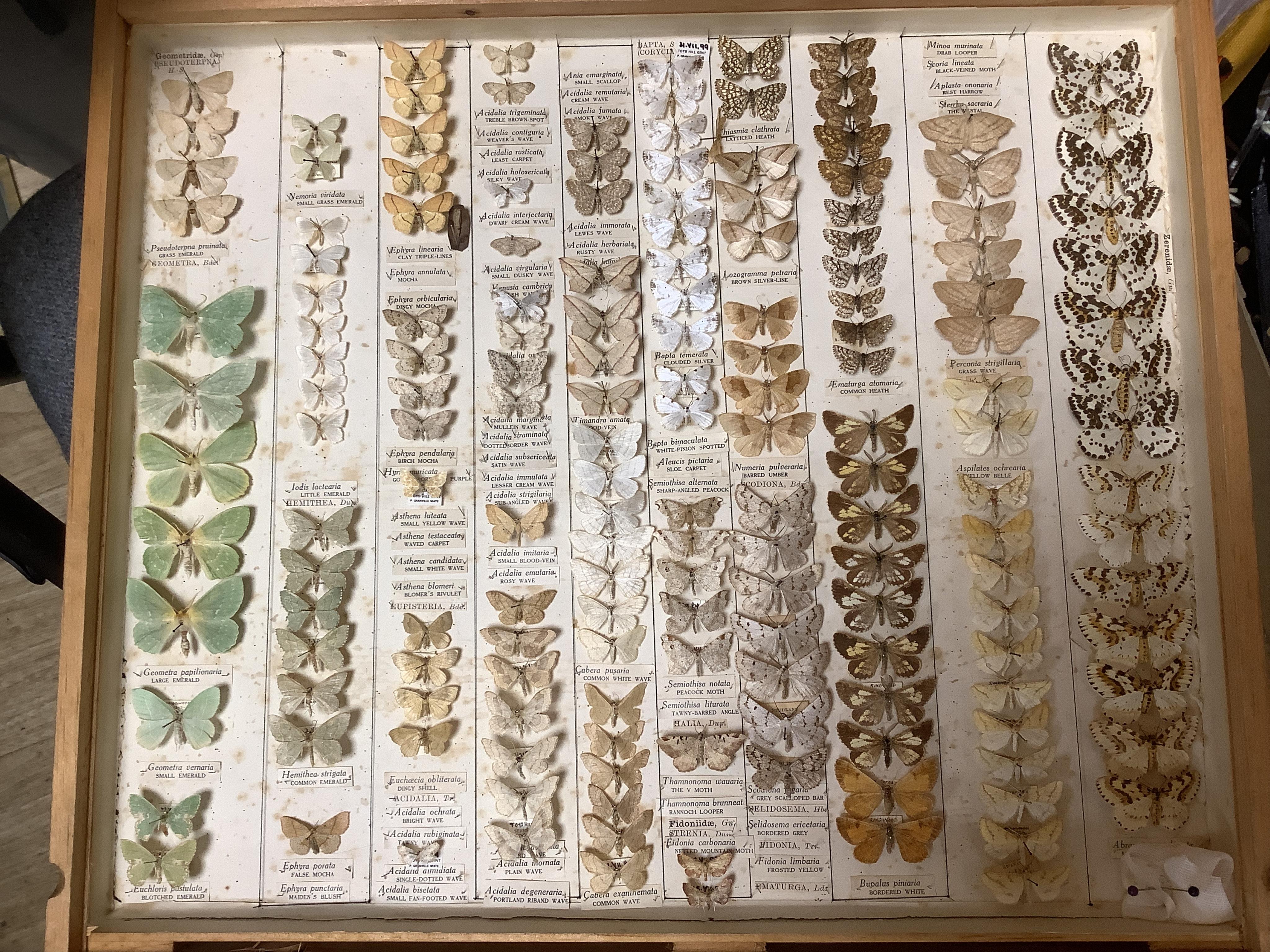 A Victorian ten drawer mahogany collector’s cabinet, containing a large selection of taxidermy moths, the contents checked against the UK register, each drawer with glazed cover, with a lockable glazed main door and orig